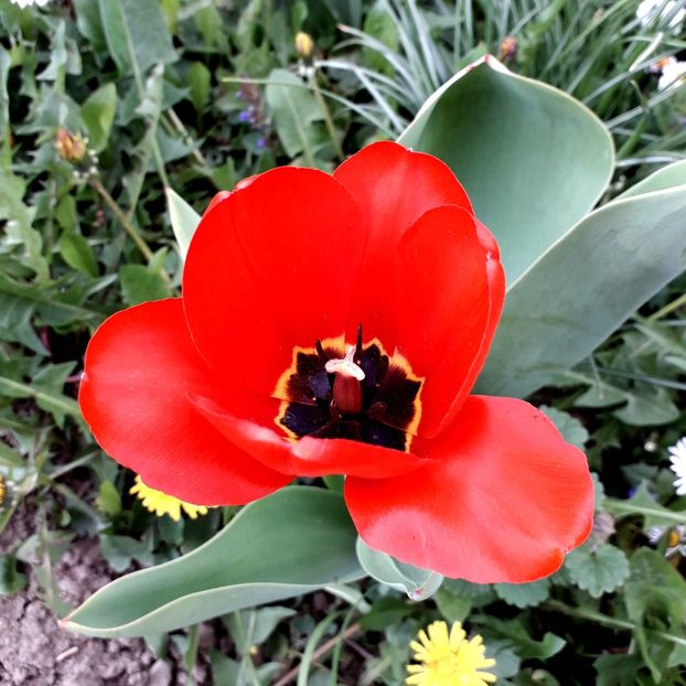  - AAAA_LALELE 2019_2020_2022_2023