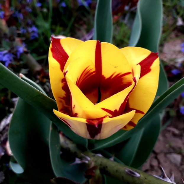  - AAAA_LALELE 2019_2020_2022_2023