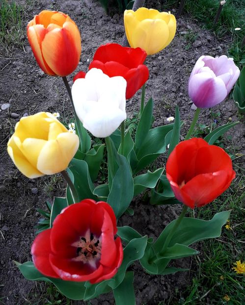  - AAAA_LALELE 2019_2020_2022_2023