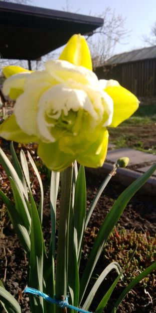 IMG-20200418-WA0002 - Floricele 2020