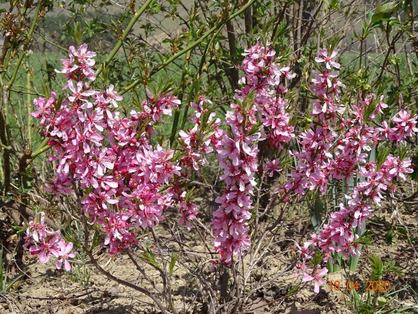 prunus tenella Fire Hill - z-Dobarland 2020
