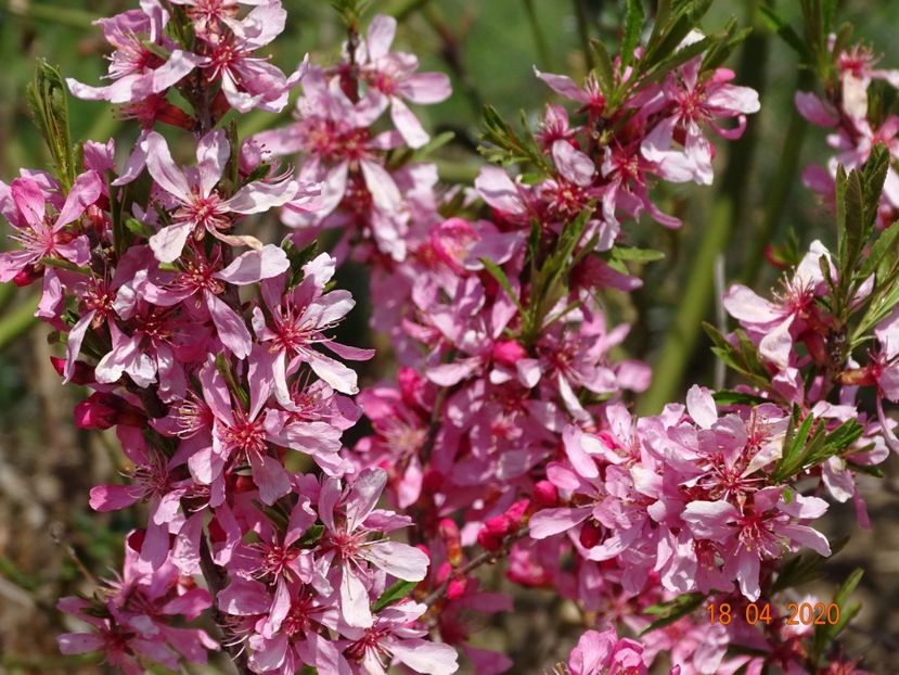 prunus tenella Fire Hill - z-Dobarland 2020