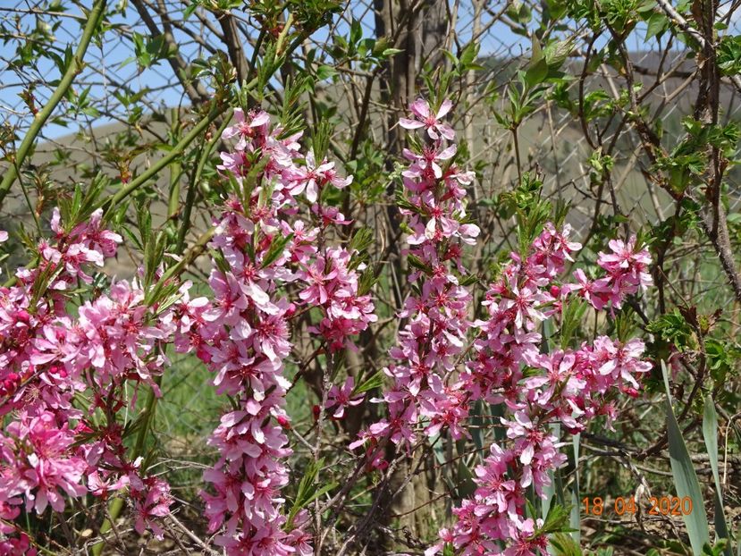 prunus tenella Fire Hill - z-Dobarland 2020