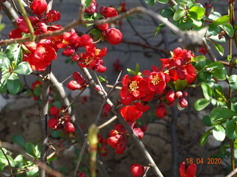 chaenomeles Crimson and Gold - z-Dobarland 2020