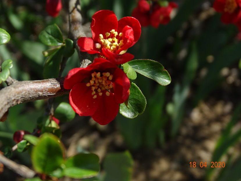 chaenomeles Crimson and Gold - z-Dobarland 2020