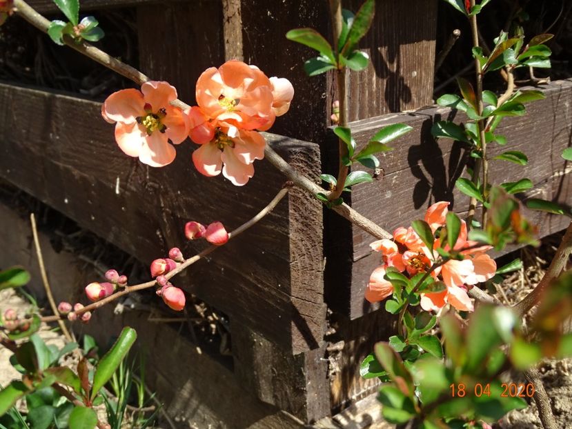 chaenomeles Salmon Horizon - z-Dobarland 2020