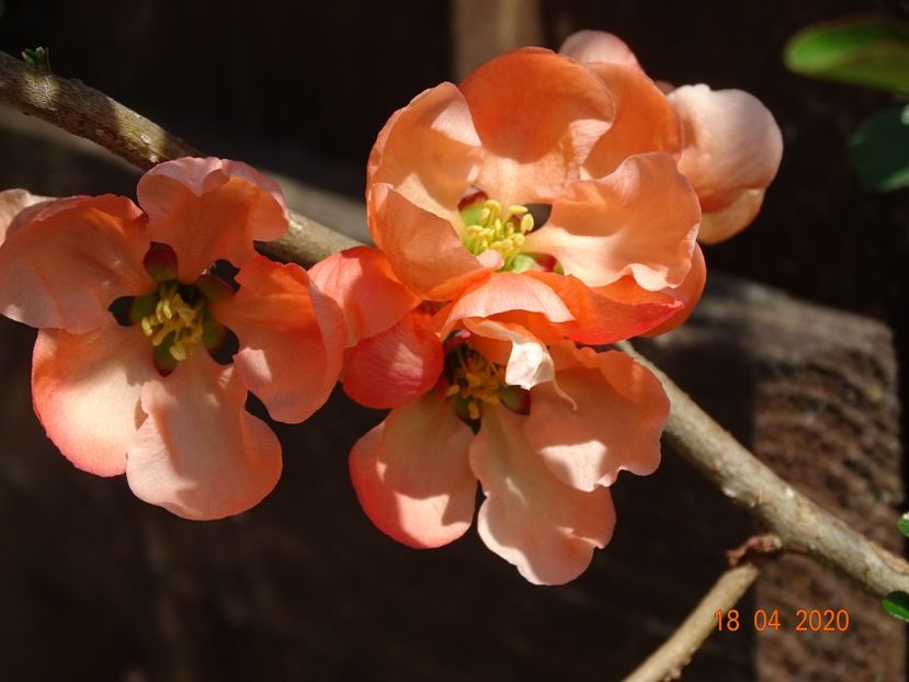 chaenomeles Salmon Horizon - z-Dobarland 2020