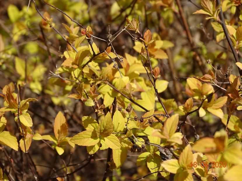 spiraea Gold Mound - z-Dobarland 2020
