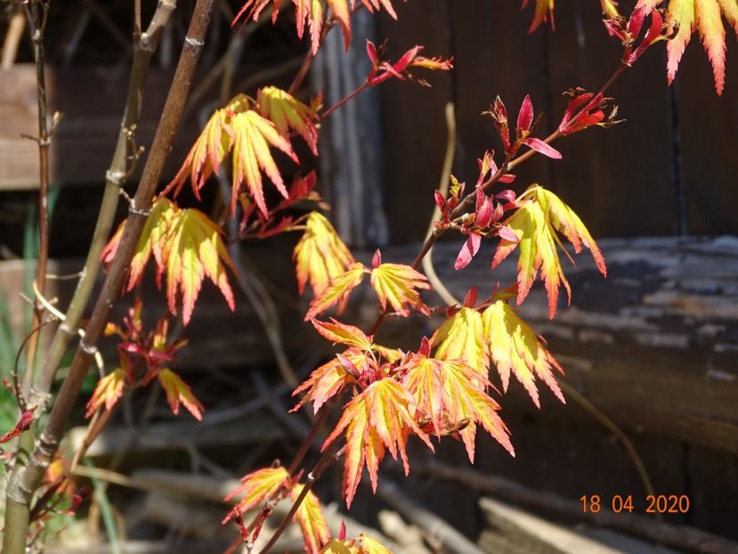 acer palm. Orange Dream - z-Dobarland 2020