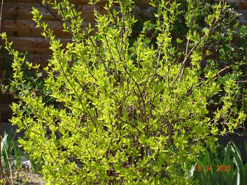 philadelphus Aureus - z-Dobarland 2020
