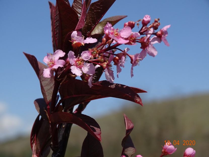 prunus padus Colorata - z-Dobarland 2020