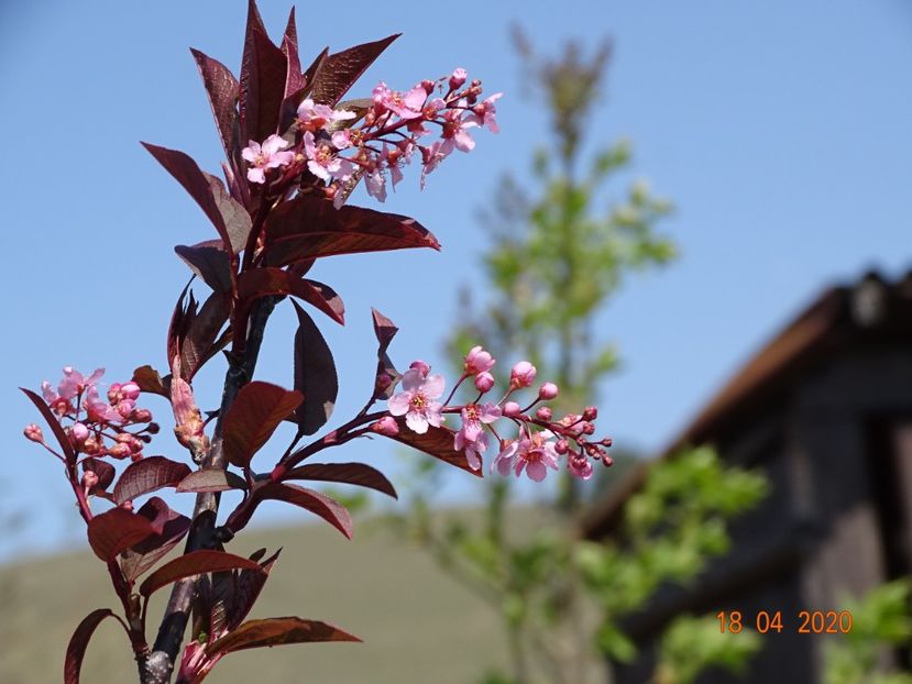 prunus padus Colorata - z-Dobarland 2020