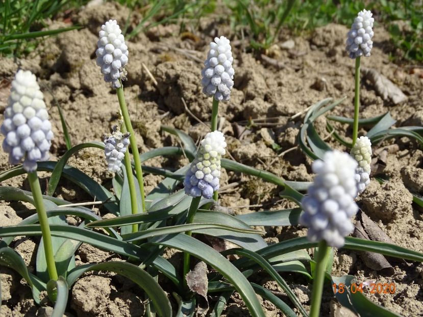 muscari botryoides Album - z-Dobarland 2020