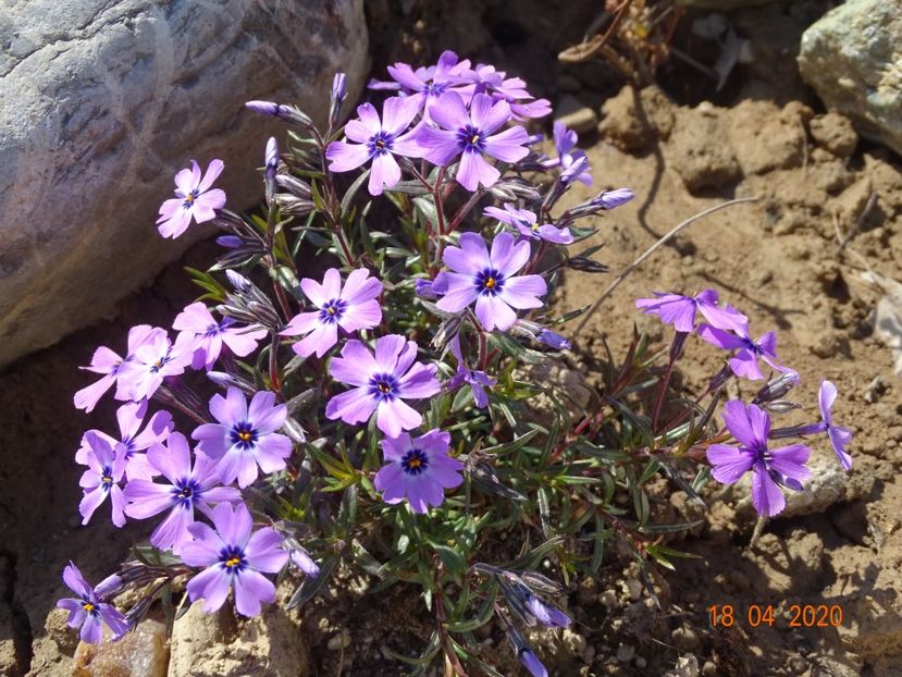 phlox subulata Purple Beauty - Stancarie 2020 - inceputuri