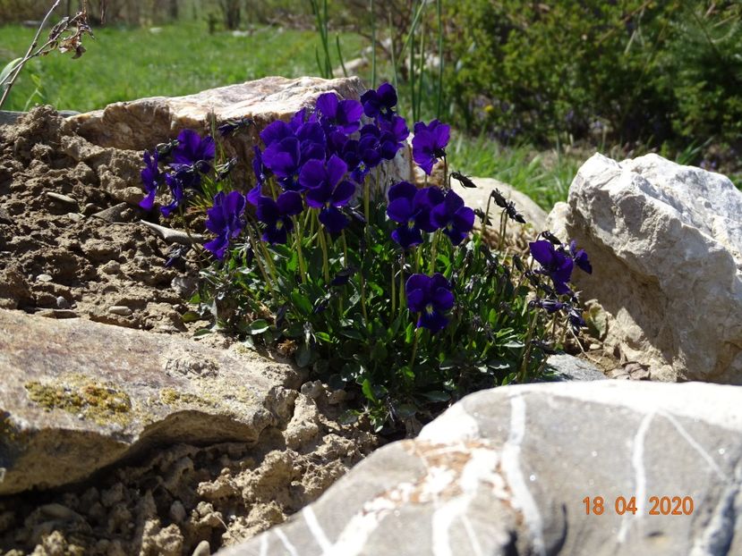 viola calcarata - Stancarie 2020 - inceputuri