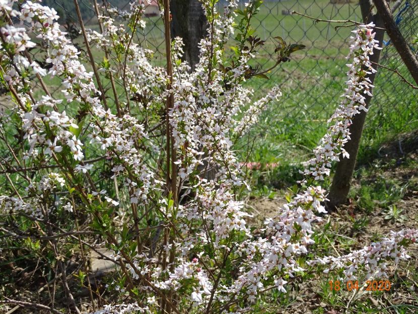 spiraea Fujino Pink - z-Dobarland 2020