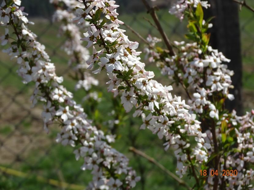 spiraea Fujino Pink - z-Dobarland 2020