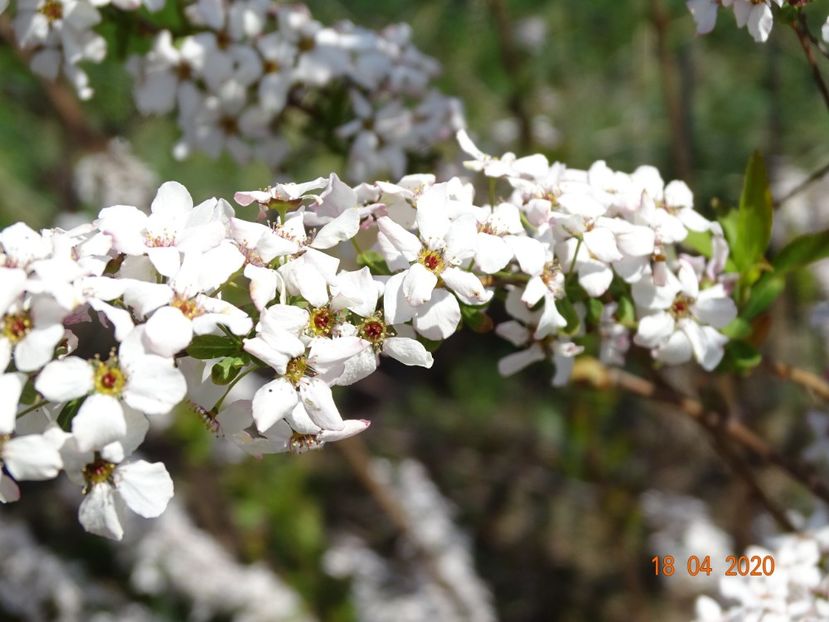 spiraea Fujino Pink - z-Dobarland 2020