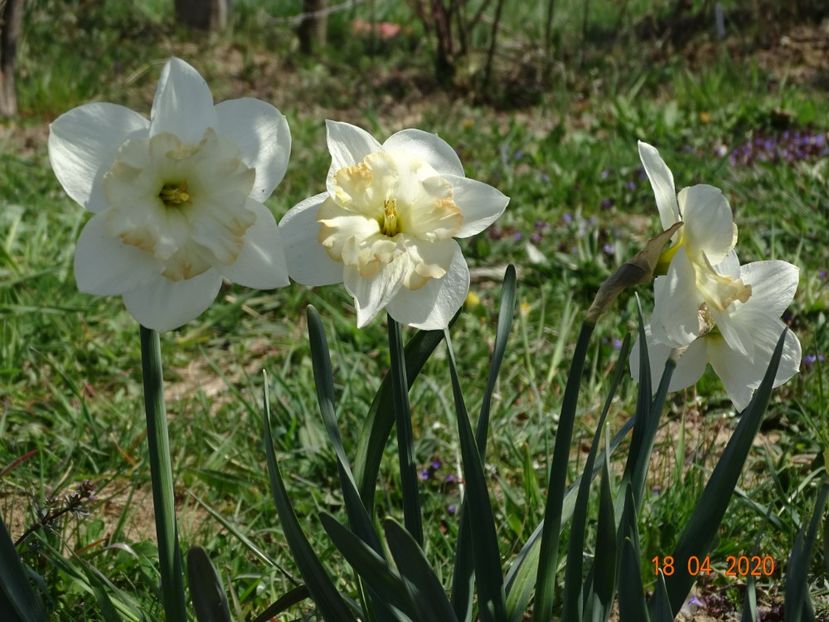 narcise Charlotte Vreeburg - z-Dobarland 2020
