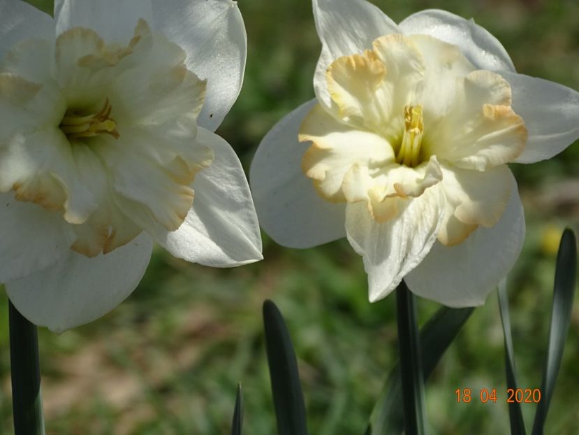 narcise Charlotte Vreeburg - z-Dobarland 2020