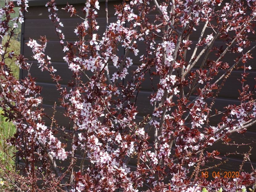 prunus cerasifera Nigra - z-Dobarland 2020