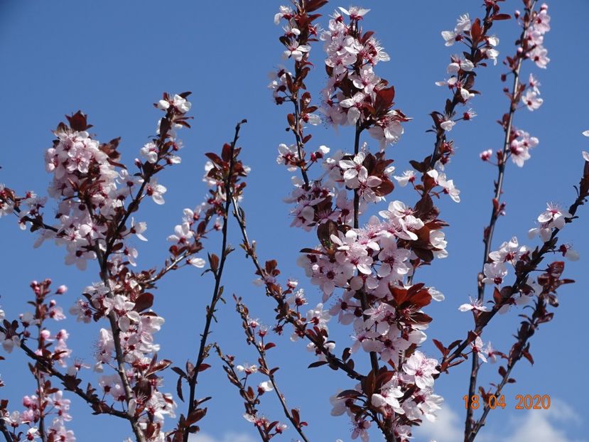 prunus cerasifera Nigra - z-Dobarland 2020