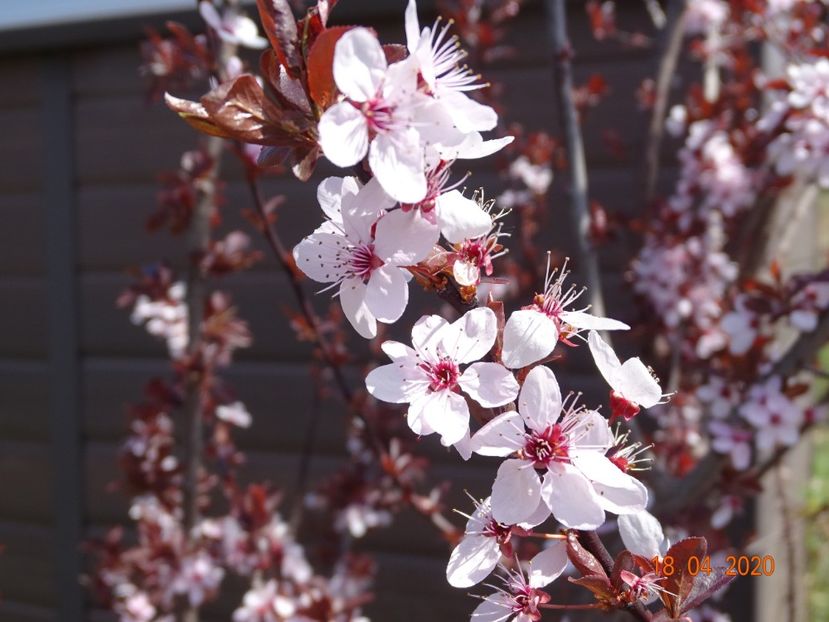 prunus cerasifera Nigra - z-Dobarland 2020