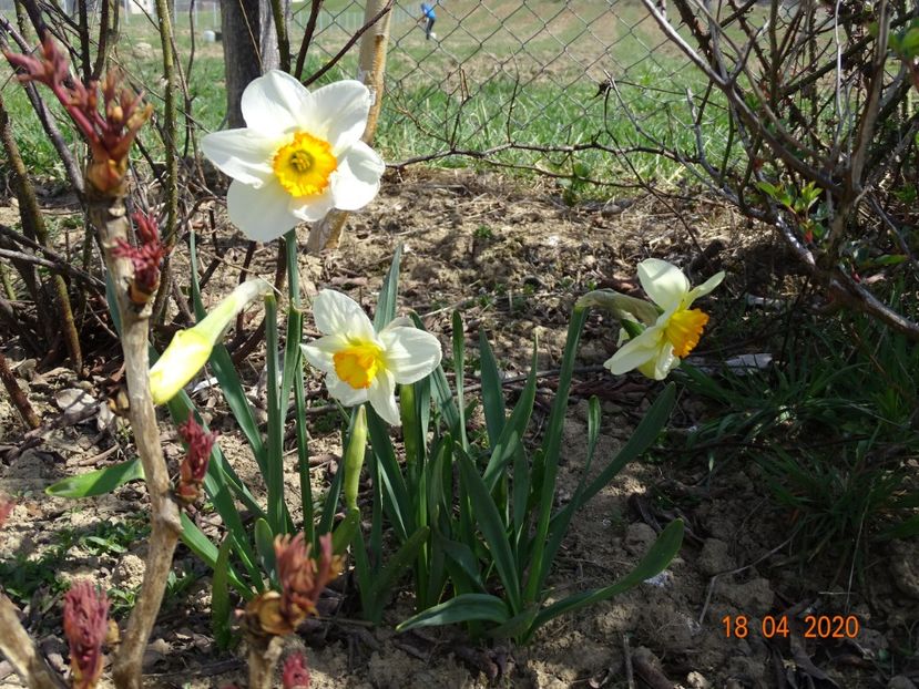 narcise Flower Record - z-Dobarland 2020