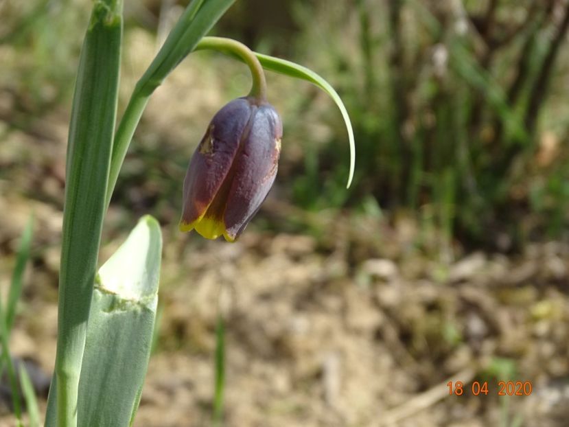 fritillaria uva vulpis - z-Dobarland 2020