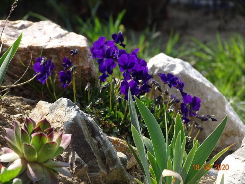 viola calcarata - Stancarie 2020 - inceputuri