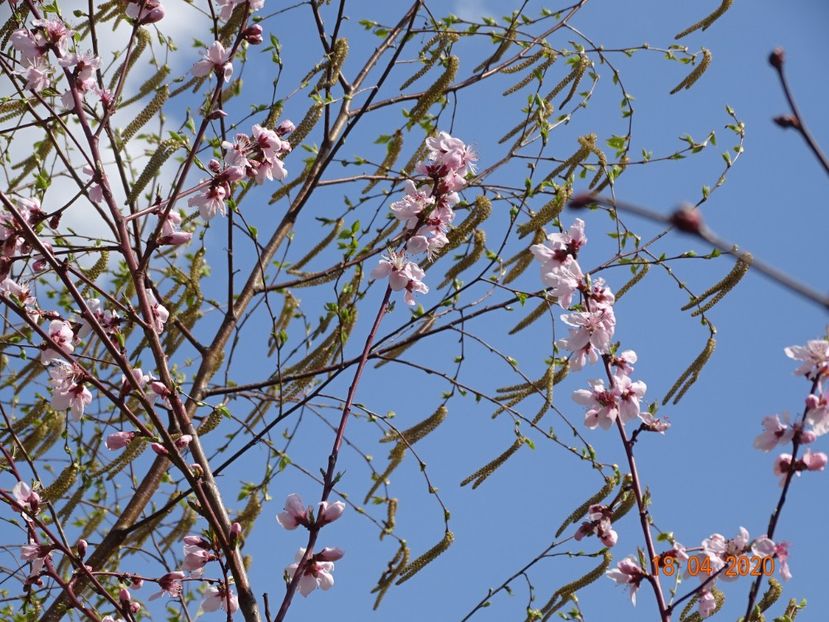 prunus persica - z-Dobarland 2020