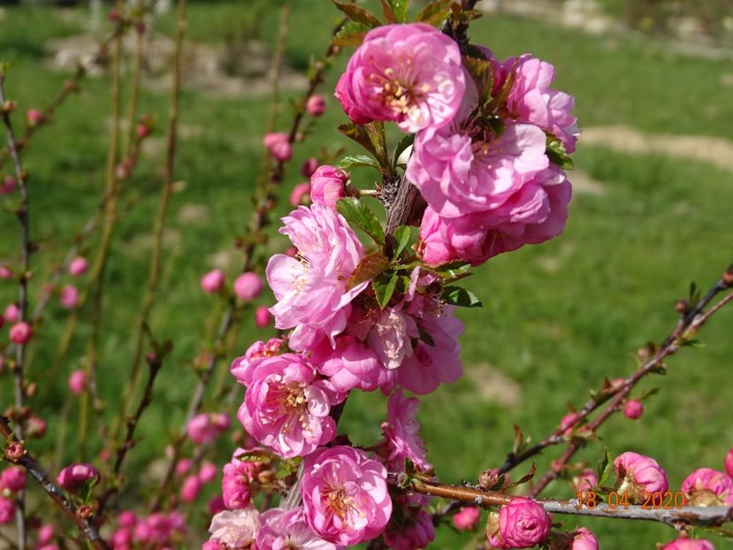 prunus triloba - z-Dobarland 2020