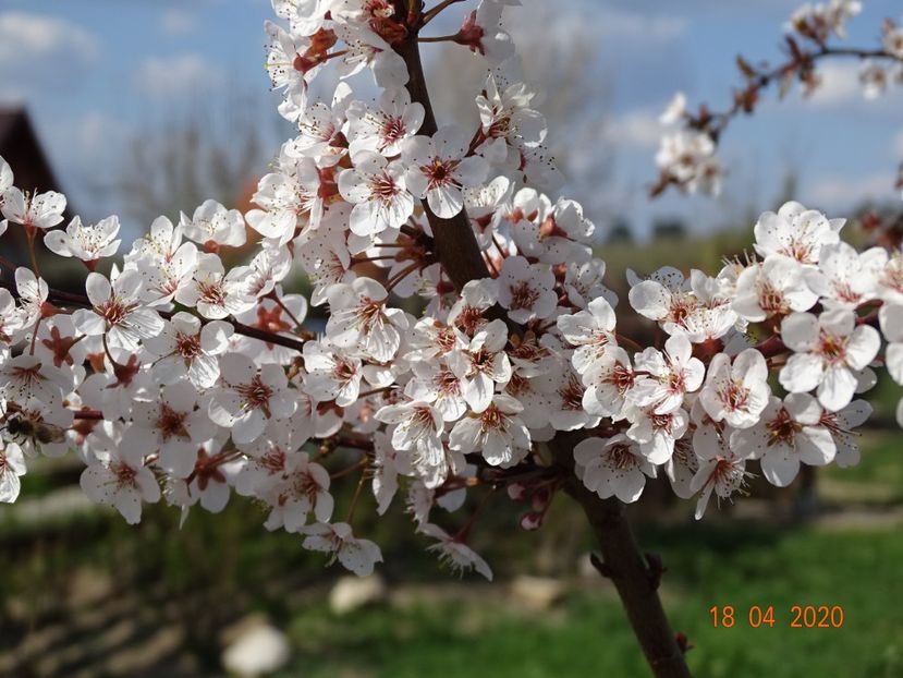 prunus cerasifera Trailblazer - z-Dobarland 2020