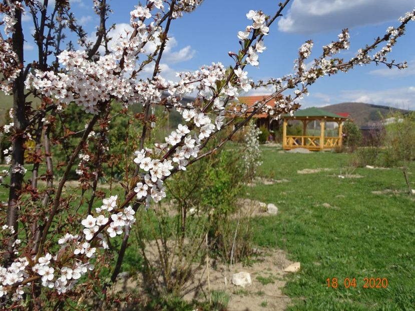 prunus cerasifera Trailblazer - z-Dobarland 2020