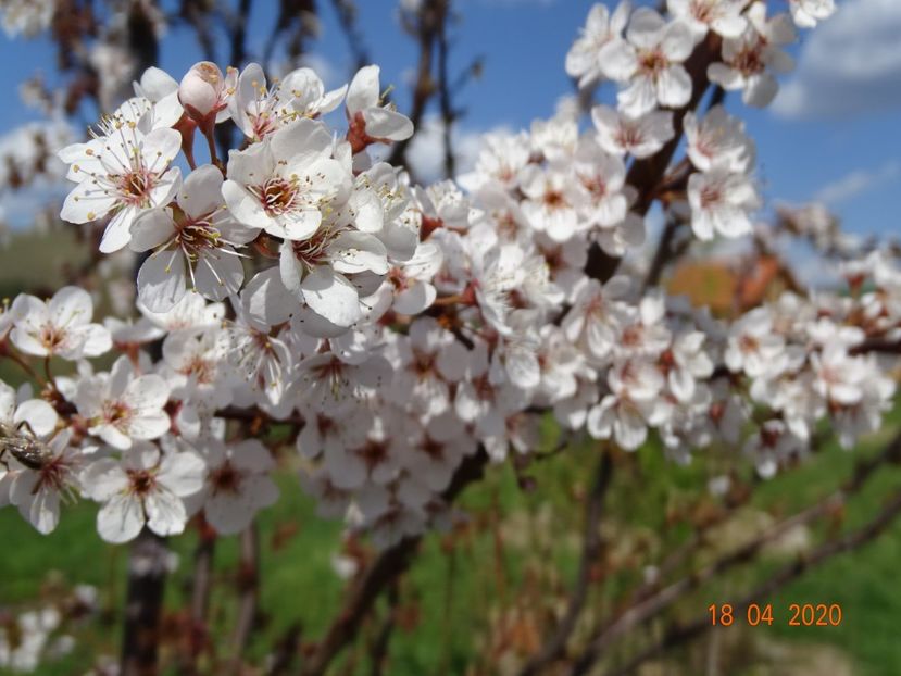 prunus cerasifera Trailblazer - z-Dobarland 2020