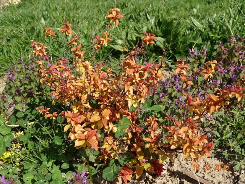 spiraea Goldflame - z-Dobarland 2020