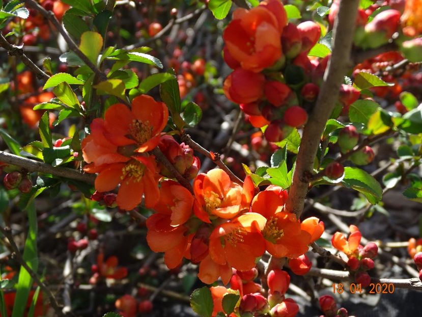 chaenomeles Fire Dance - z-Dobarland 2020
