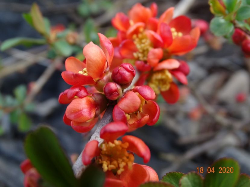 chaenomeles Fire Dance - z-Dobarland 2020