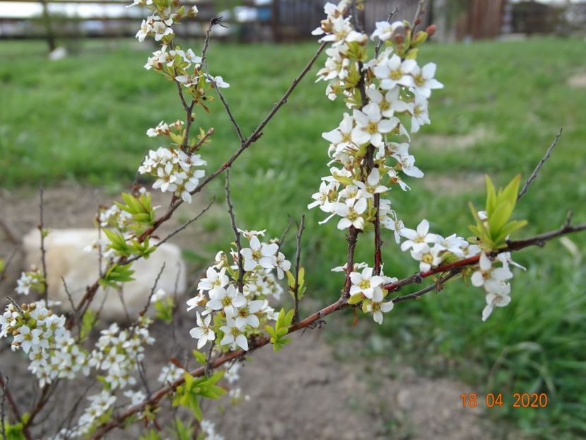spiraea thunbergii Ogon - z-Dobarland 2020