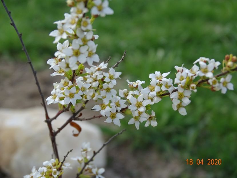 spiraea thunbergii Ogon - z-Dobarland 2020