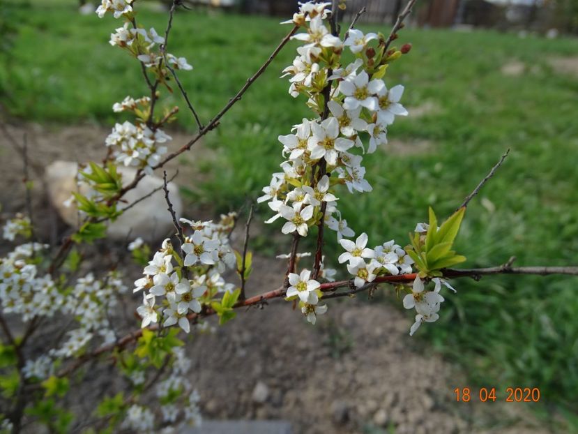 spiraea thunbergii Ogon - z-Dobarland 2020