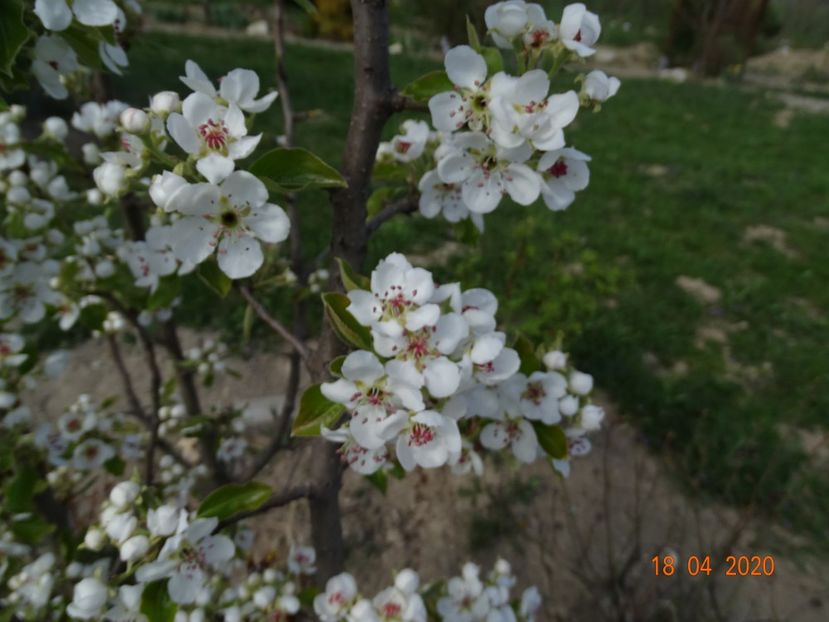 par Cure - z-Dobarland 2020