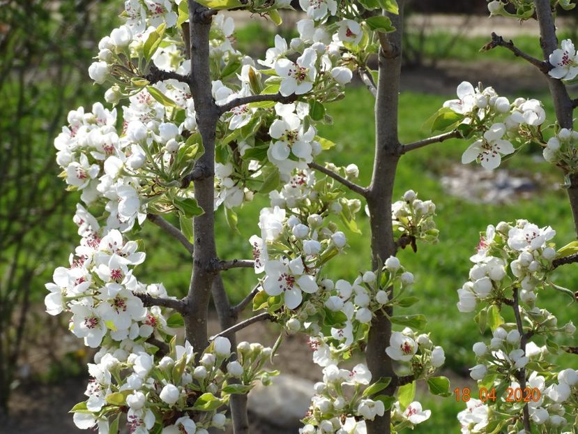 par Cure - z-Dobarland 2020