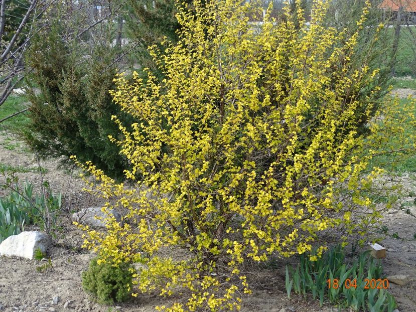 physocarpus Dart's Gold - z-Dobarland 2020