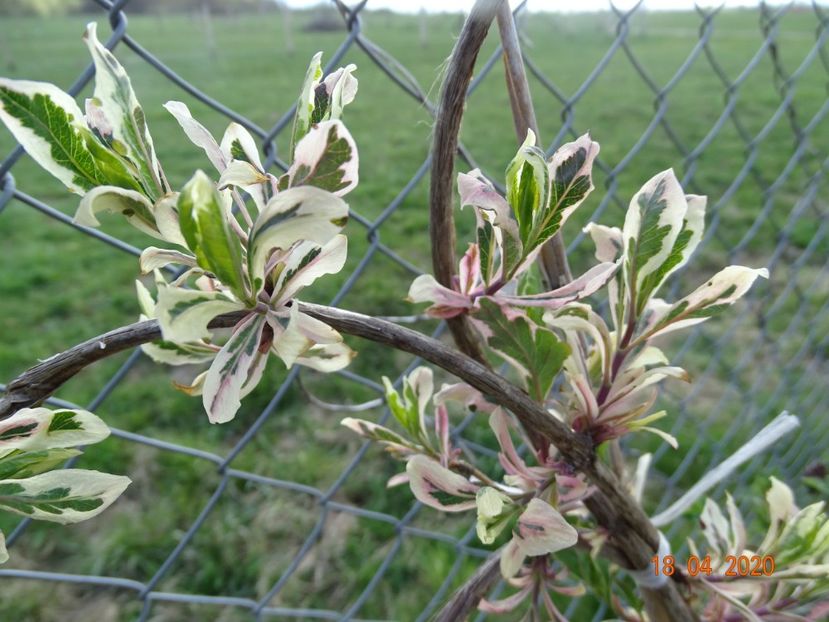 lonicera heckrotii Variegata - z-Dobarland 2020