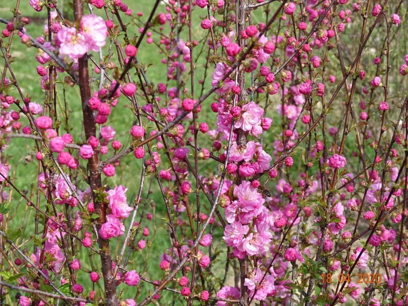 prunus triloba - z-Dobarland 2020