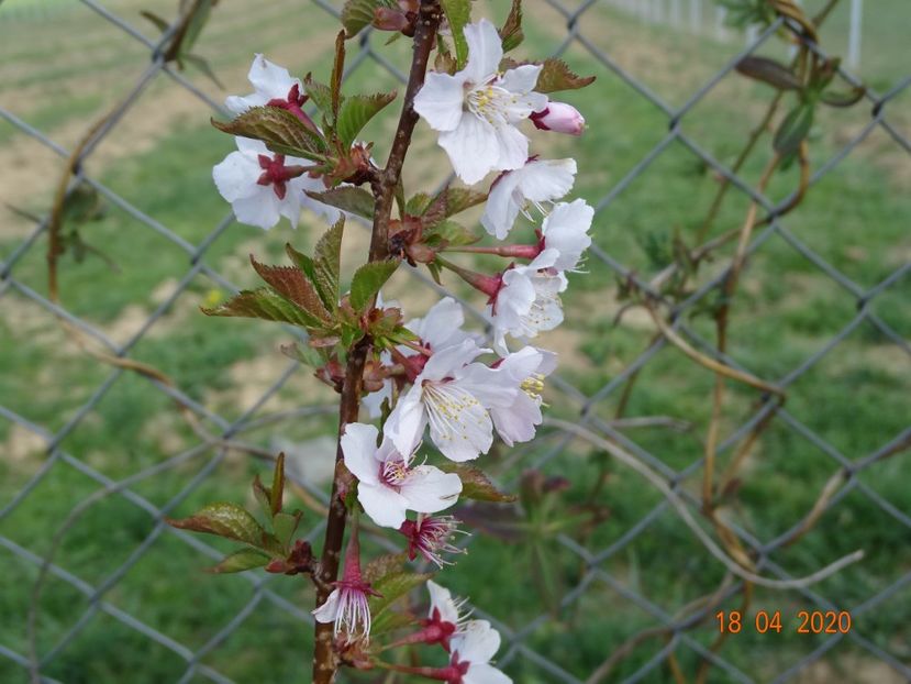 prunus Ruby pui - z-Dobarland 2020
