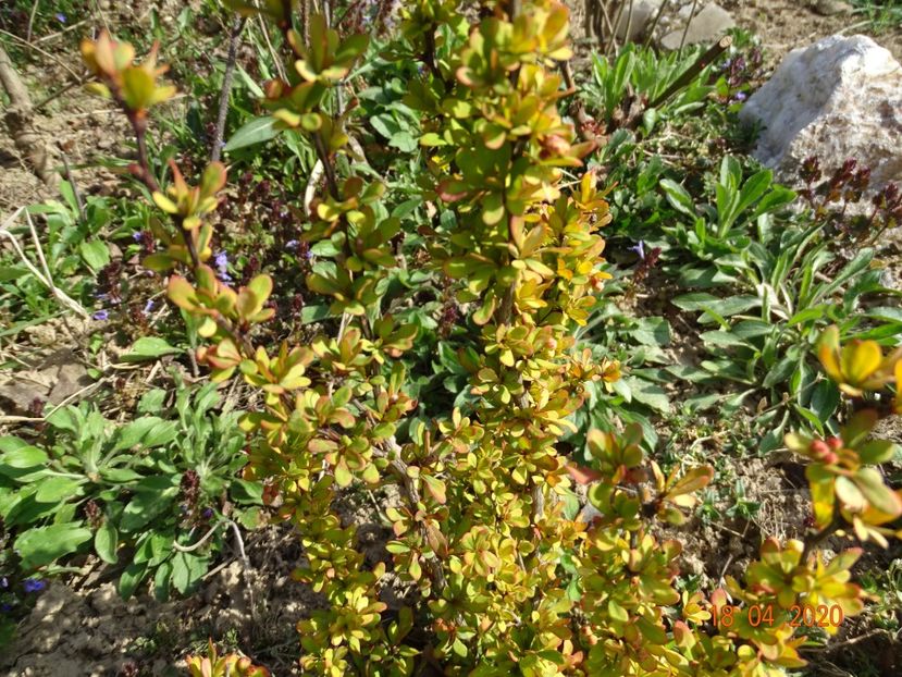 berberis Golden Rocket - z-Dobarland 2020