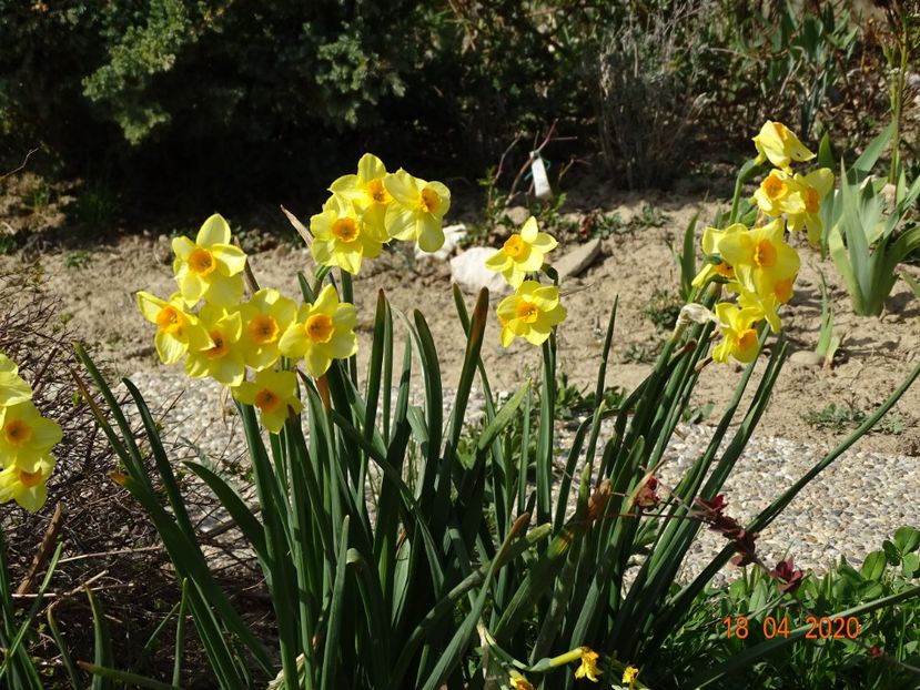 narcise Suzy - z-Dobarland 2020