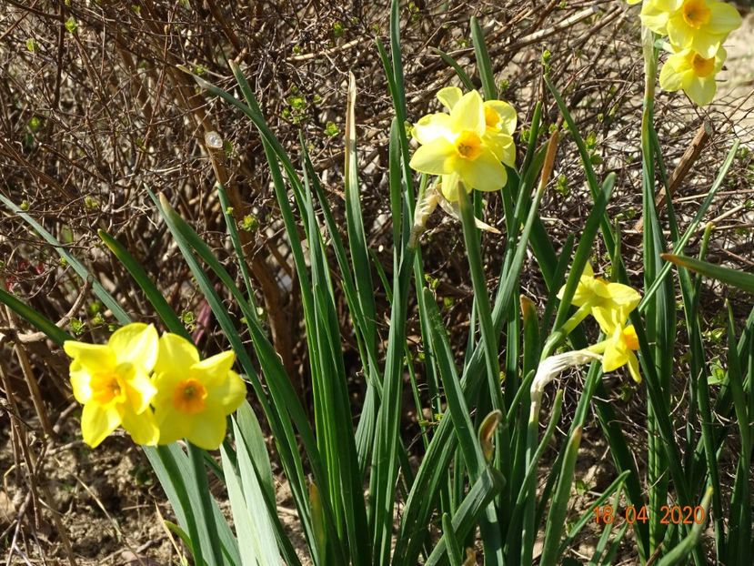 narcise Suzy - z-Dobarland 2020